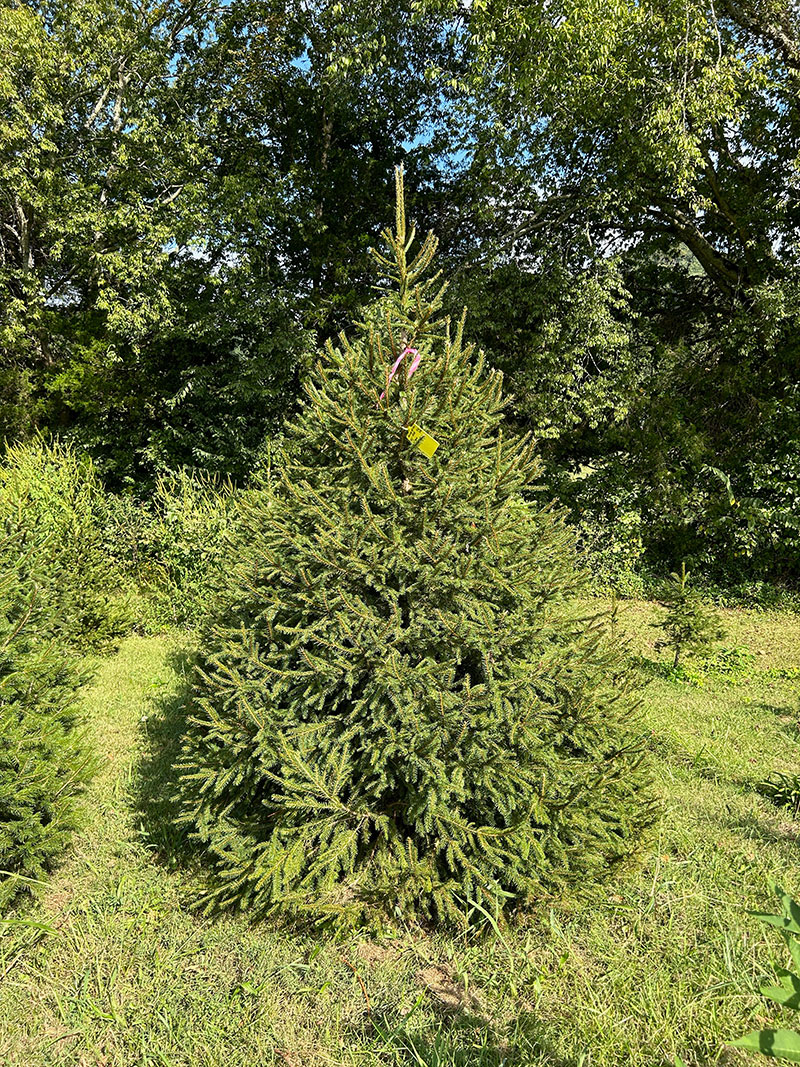 Wildwood Christmas Tree Farm | 1028 8 ft. 2″ Choose-n-Cut Norway Spruce ...