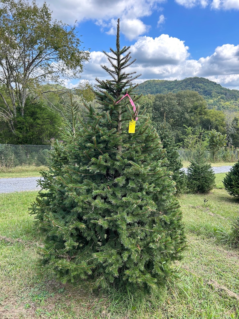 Wildwood Christmas Tree Farm | 1054 8 ft. 2″ Choose-n-Cut Norway Spruce ...
