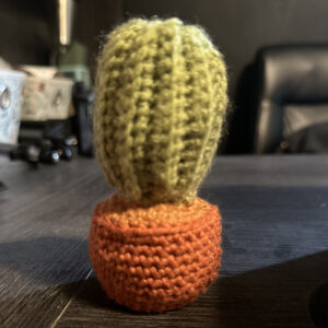 Desktop Cacti & Succulents