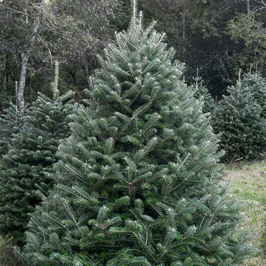 Turkish Fir