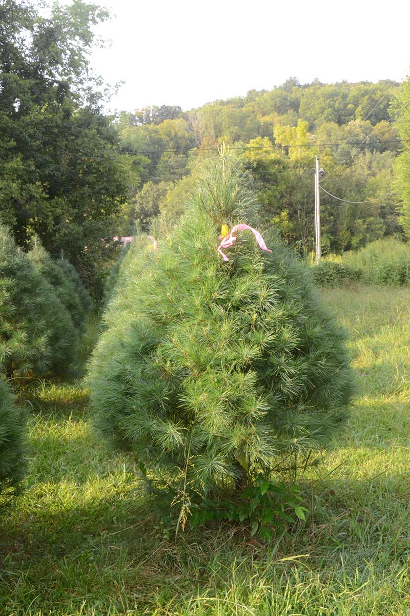 Wildwood Christmas Tree Farm | 2007 7 ft. 2″ Choose-n-Cut White Pine 57 ...