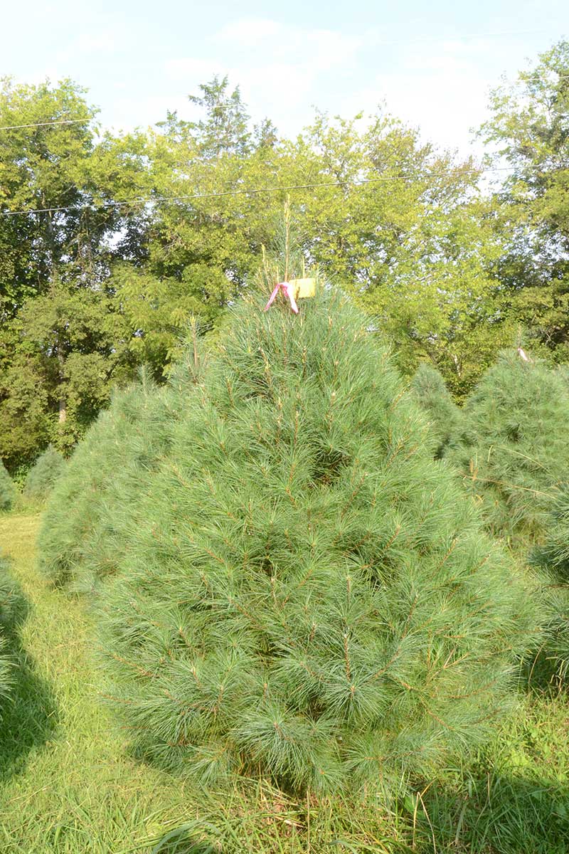 Wildwood Christmas Tree Farm | 2020 7 ft. 2″ Choose-n-Cut White Pine 59 ...