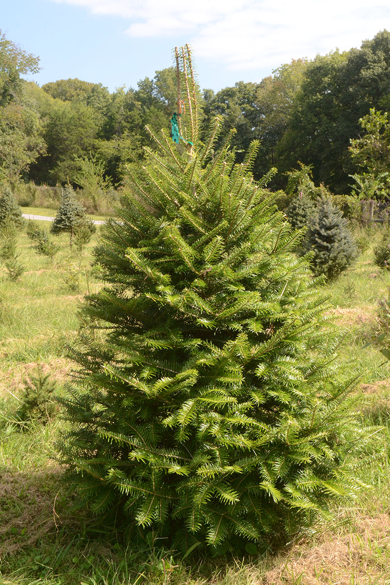 Tree - Momi Fir